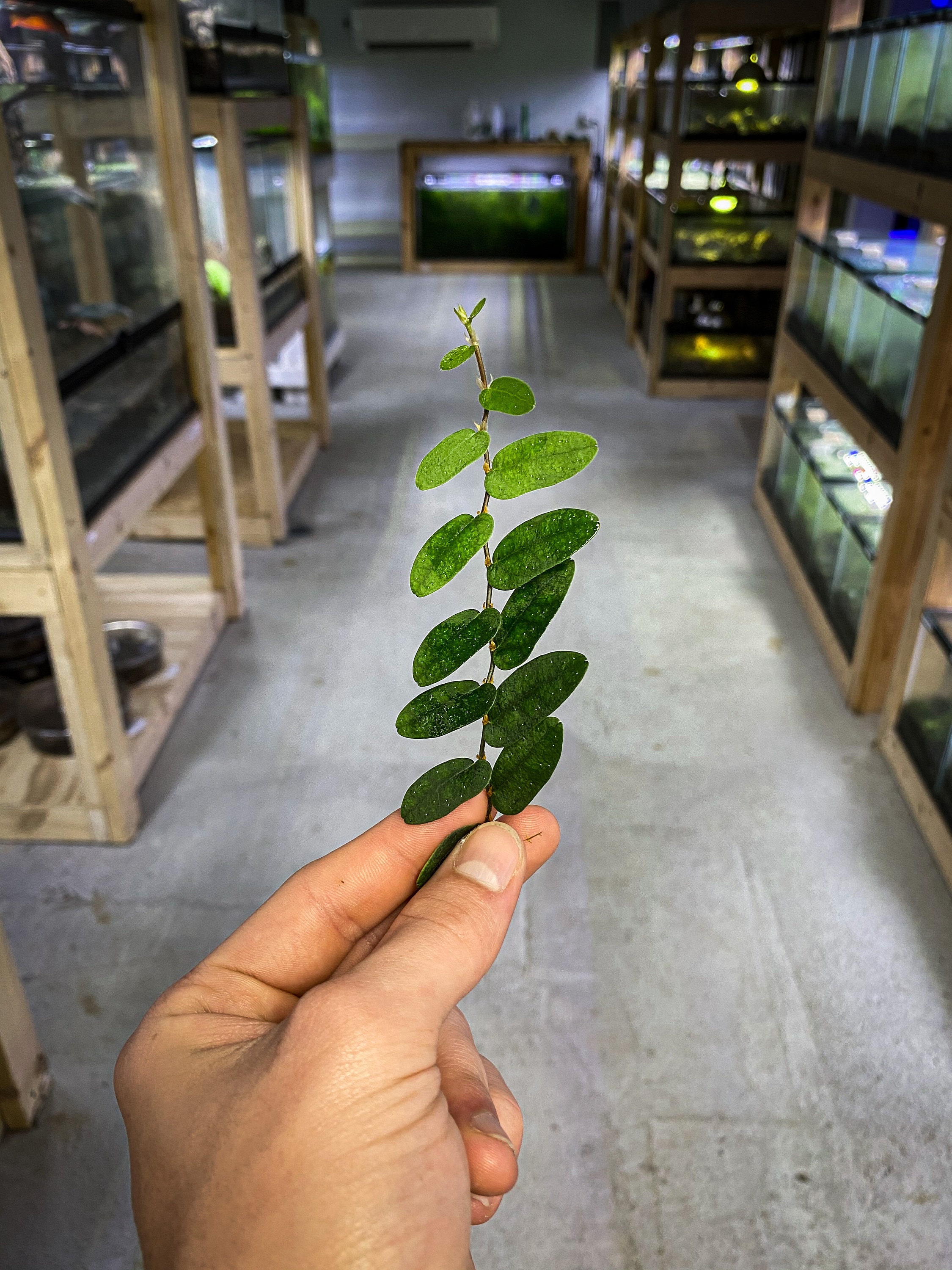 Ficus Radicans Stem Cutting – Live Terrarium Plant For Dart Frog Vivariums 8 thumbnail image