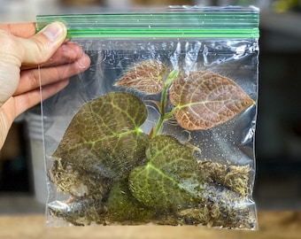 Ficus villosa (RARE) | Dart Frog Vivarium / Terrarium Plant | Live Fresh Stem Cutting