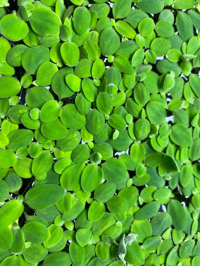 Dwarf Water Lettuce Live Floating Pond/aquarium Plant Etsy