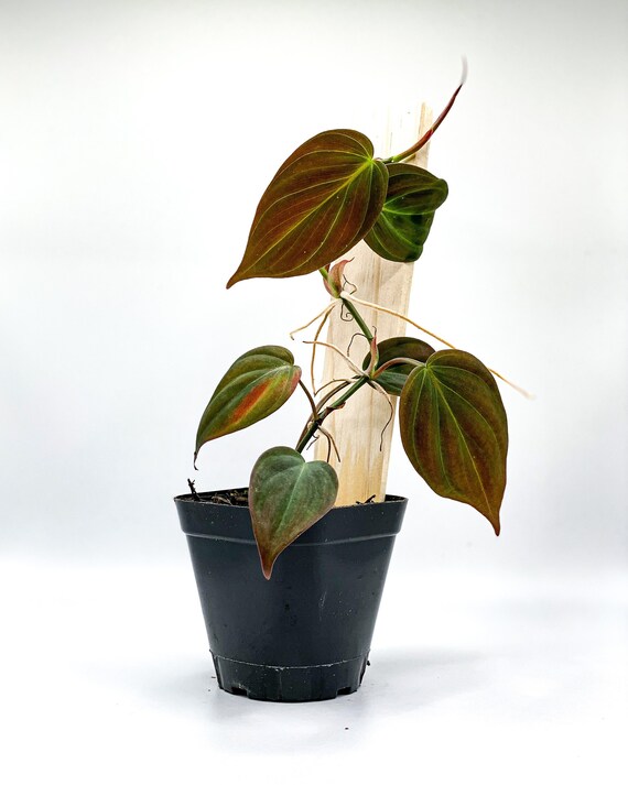 Philodendron 'micans' 2.5 Pot / Velvet Leaf Etsy