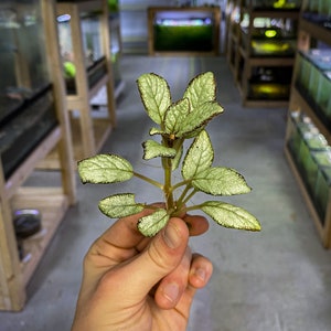 Episcia cupreata 'Silver Skies' Cutting / African Flame Violet / Dart Frog Vivarium / Terrarium Plant / Rare Plant image 1