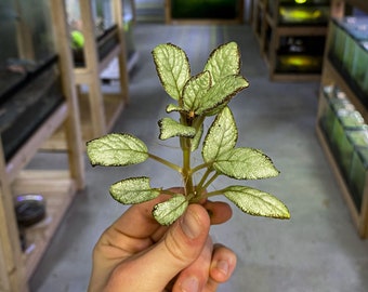 Episcia cupreata 'Silver Skies' (Coupe) / African Flame Violet / Dart Frog Vivarium / Terrarium Plant / Rare Plant