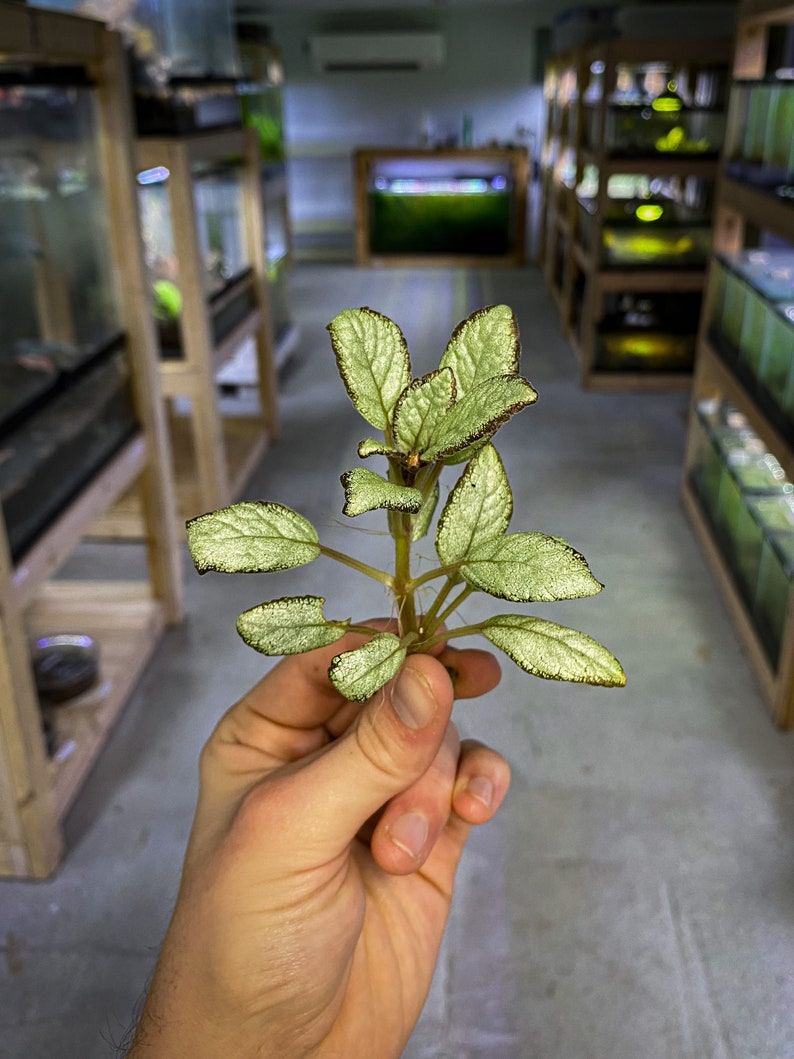 Episcia cupreata 'Silver Skies' Cutting / African Flame Violet / Dart Frog Vivarium / Terrarium Plant / Rare Plant image 1