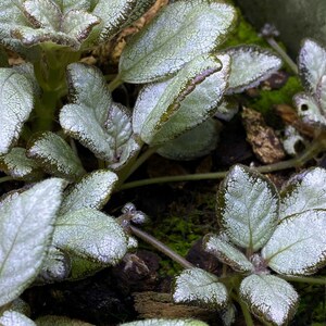 Episcia cupreata 'Silver Skies' Cutting / African Flame Violet / Dart Frog Vivarium / Terrarium Plant / Rare Plant image 6