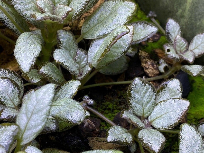 Episcia cupreata 'Silver Skies' Cutting / African Flame Violet / Dart Frog Vivarium / Terrarium Plant / Rare Plant image 6