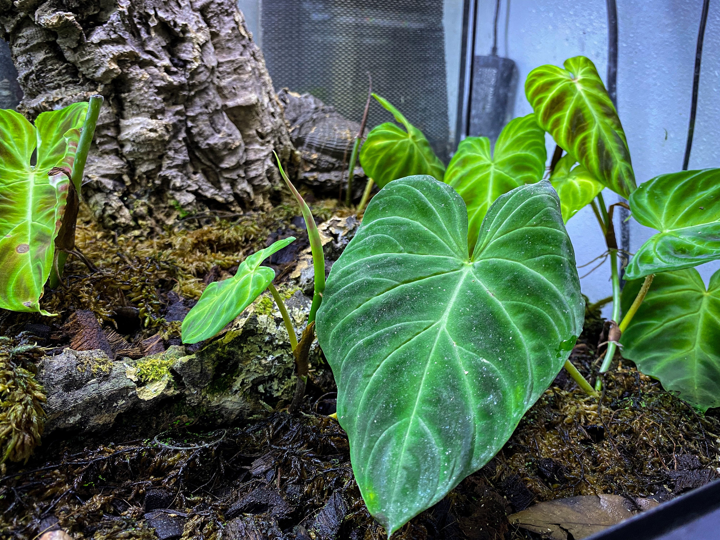 Philodendron Verrucosum (RARE PLANT) | Dart Frog Vivarium & Terrarium Plant  | Fresh Stem Cutting - Etsy