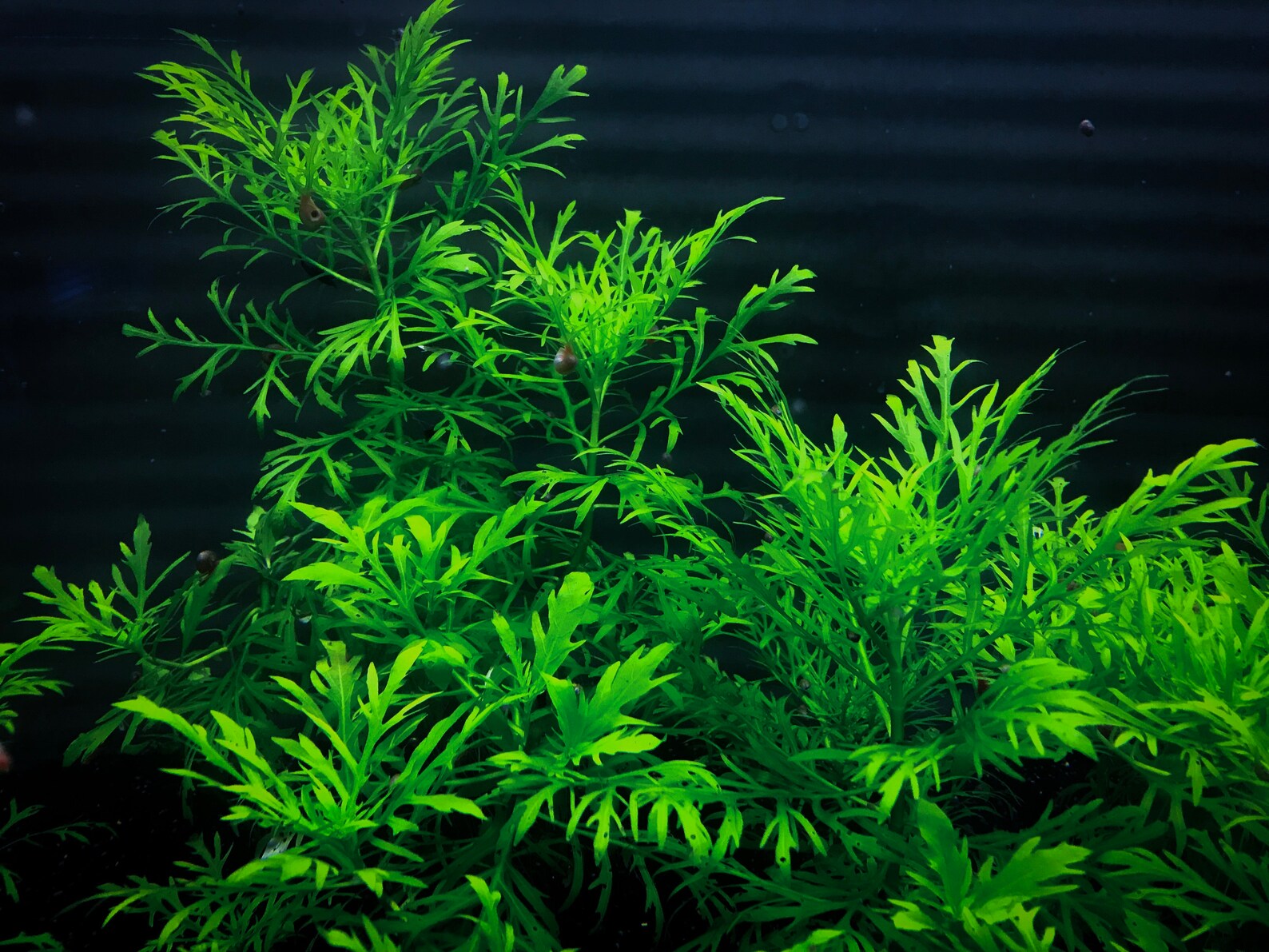 Water Wisteria Hygrophila difformis Live Pond/Aquarium Etsy