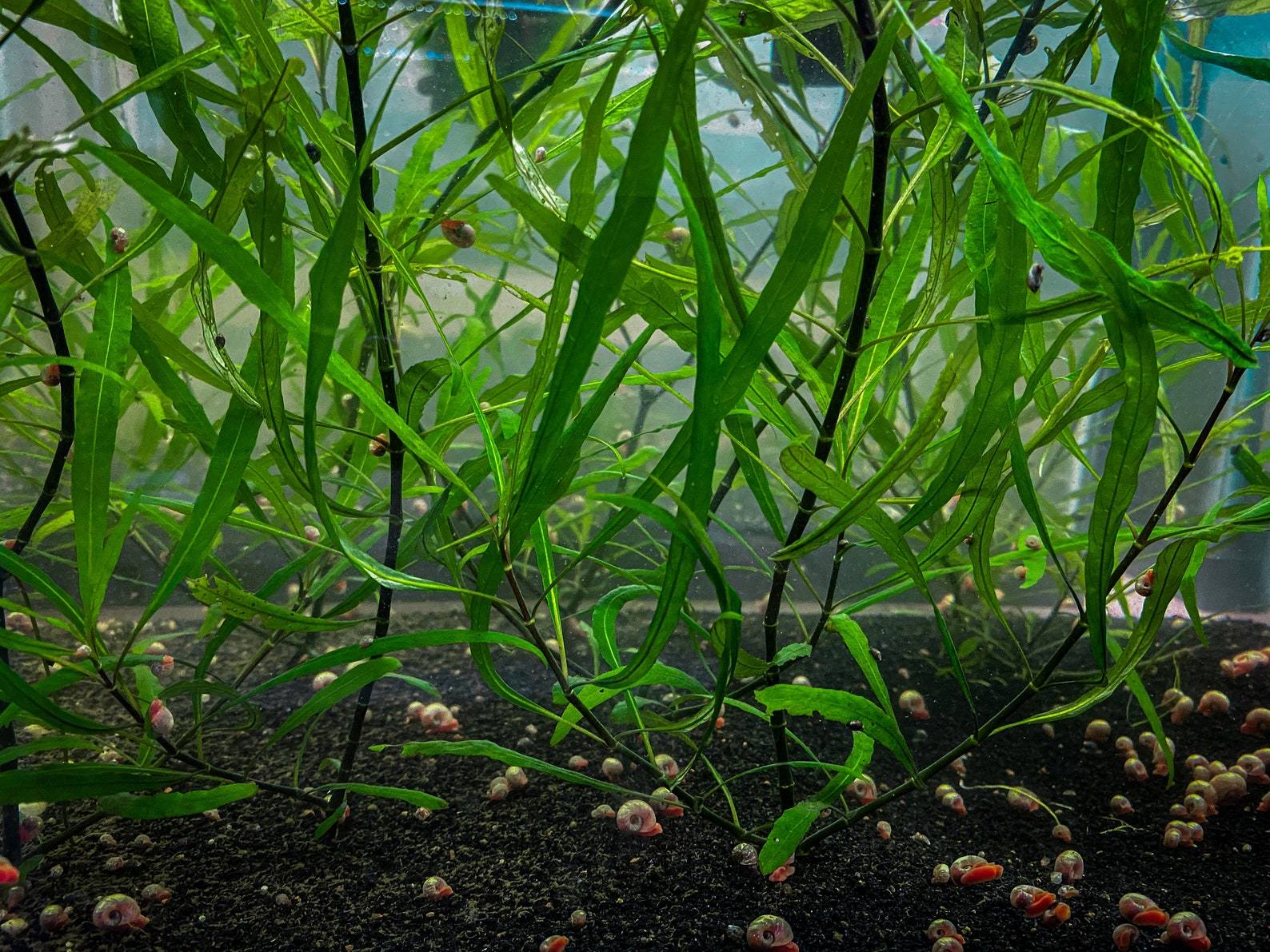 Hygrophila angustifolia Live Pond/Aquarium Plant Etsy