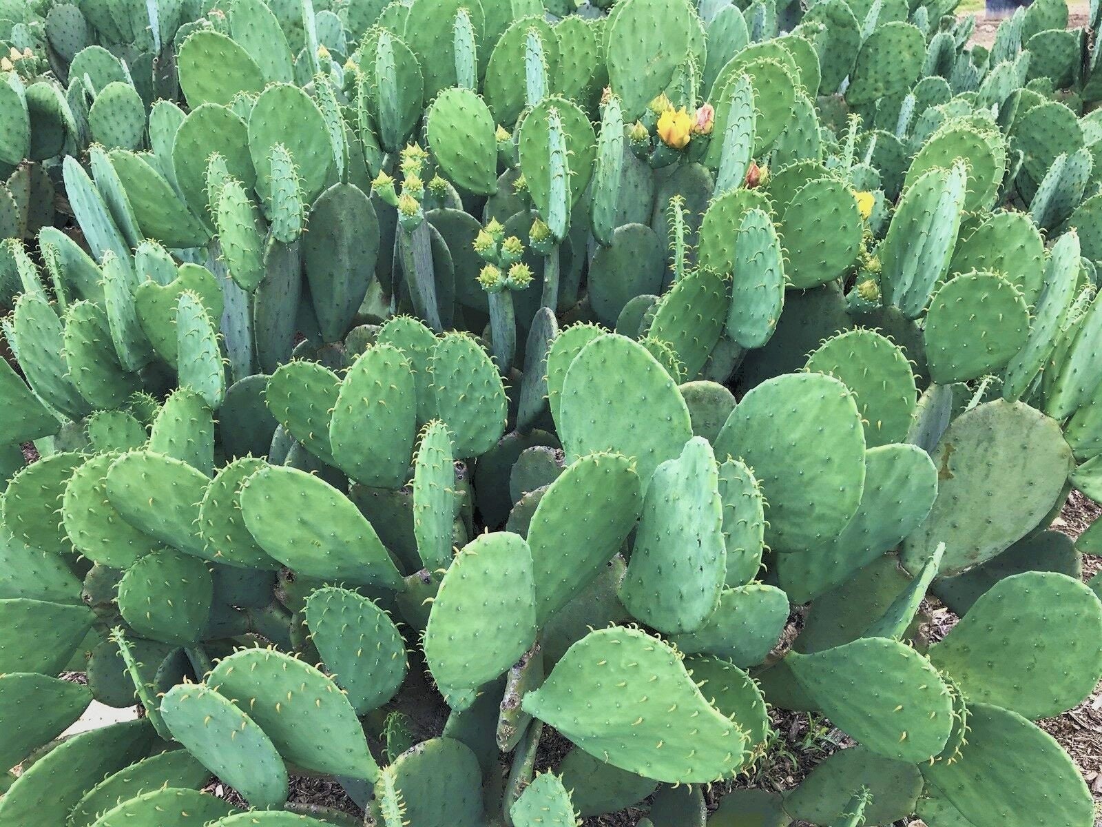 Prickly Pear Cactus Combo Spineless & Regular WINTER Etsy