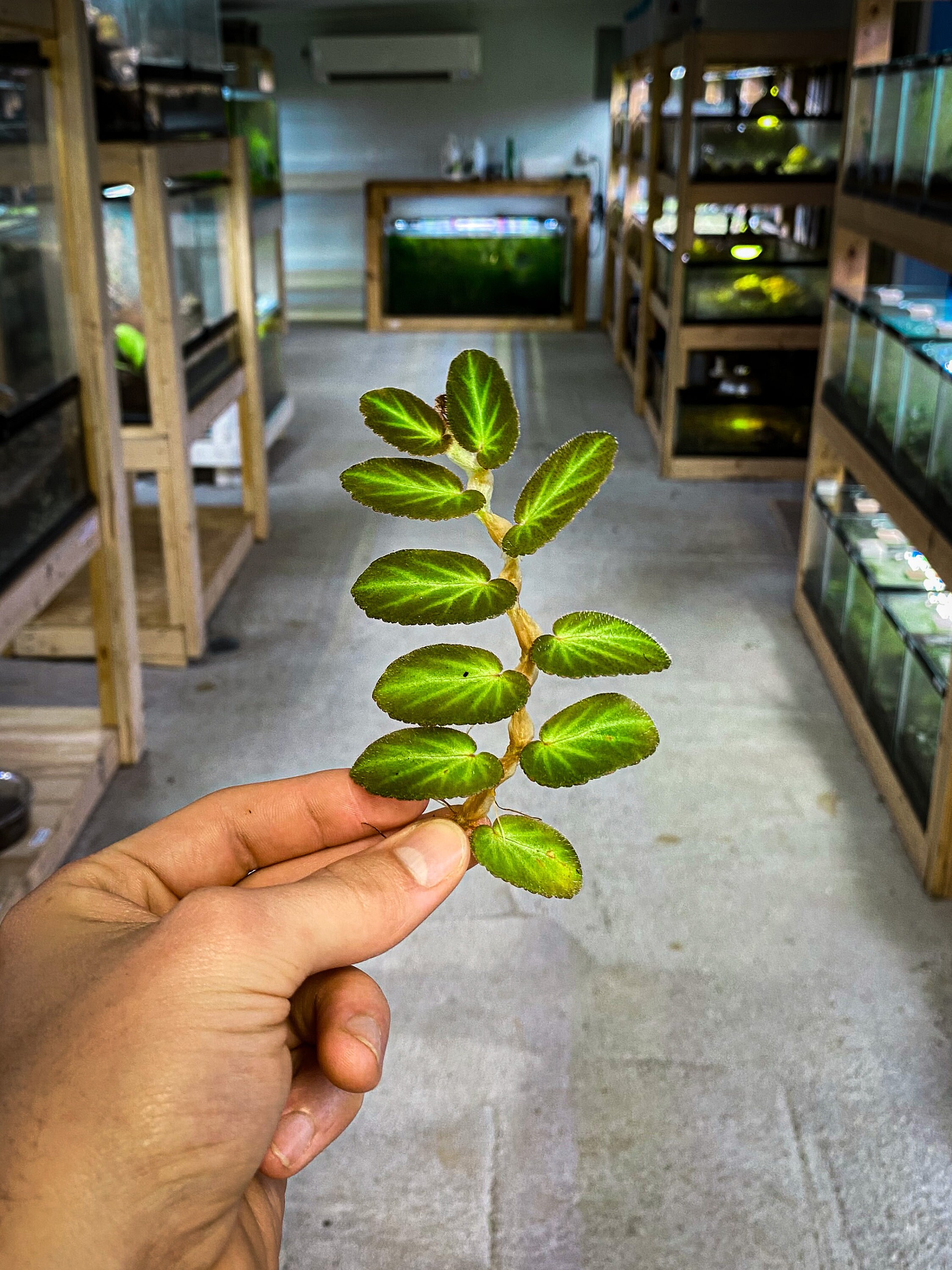 Begonia Thelmae Dart Frog Vivarium Terrarium Plant Stem Etsy Singapore
