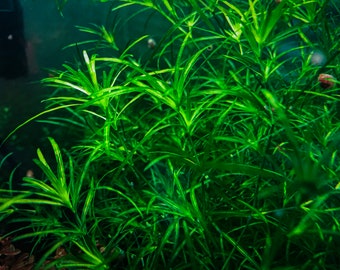 Guppy Grass (Najas guadalupensis) / Live Aquarium Plants / Pond Plants / Floating Plants / Aquatic Plants / Fast Growing Plants