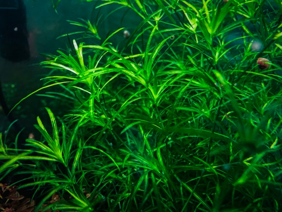 Guppy grass in fish tank