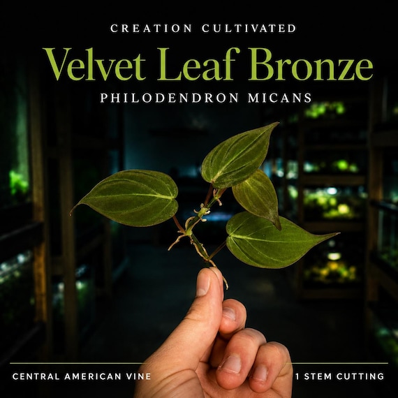 Philodendron micans (Velvet Leaf Bronze) - Dart Frog VIVARIUM / Terrarium Plant- Stem Cutting