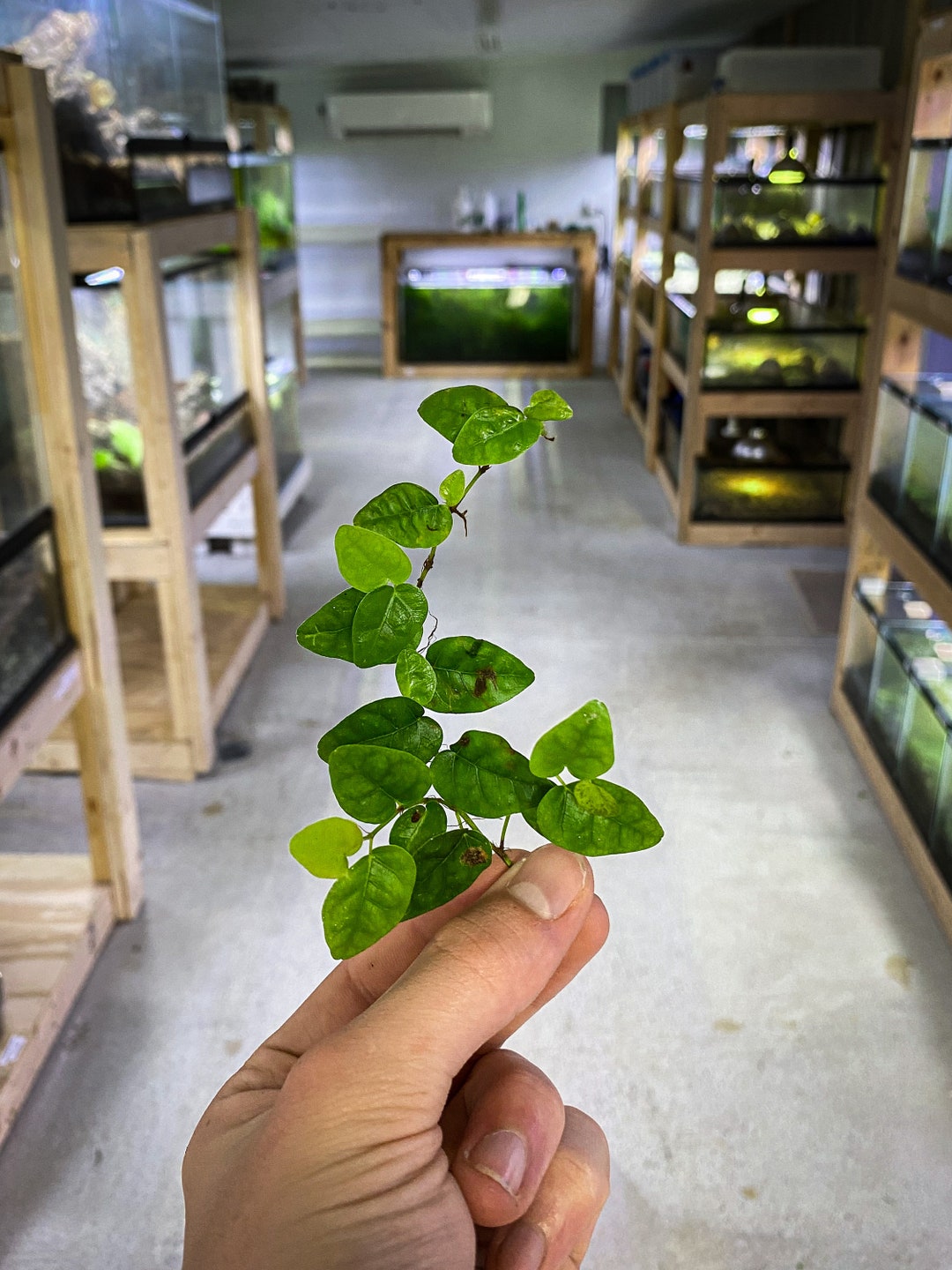 Ficus Radicans Stem Cutting – Live Terrarium Plant For Dart Frog Vivariums 2 thumbnail image