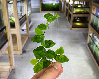 Ficus pumila (Figue rampante) - Dart Frog VIVARIUM / Terrarium Plants - Coupe de tiges