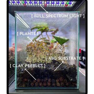 Puede incluir: Un terrario de cristal etiquetado TERRARIUM SETUP con indicadores de texto para FULL SPECTRUM LIGHT, PLANTS, ABG SUBSTRATE y CLAY PEBBLES. El interior contiene plantas verdes, tierra oscura y una capa inferior de bolas de arcilla marrones.