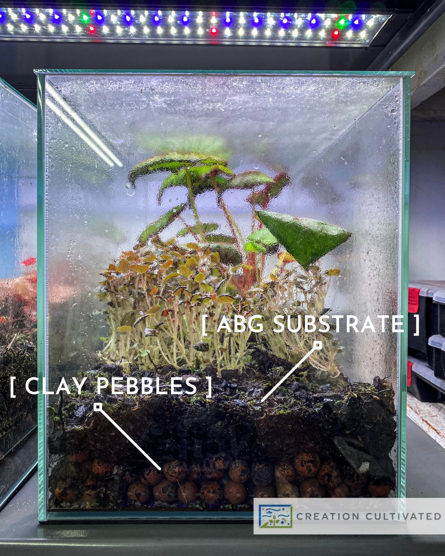 ABG Mix Substrate 1 Quart / 1 Gallon Etsy