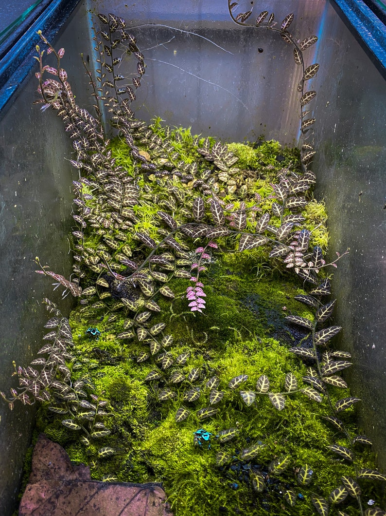 Solanum sp. 'Ecuador' Rare Dart Frog VIVARIUM / Etsy