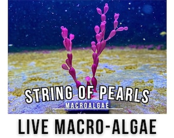 Chaîne de perles Macro-algues (2 pouces Frag) / Coelarthrum sp. / Macro-algues coralliennes vivantes pour récif d'eau salée puisard Refugium Aquarium