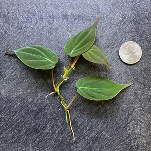 Puede incluir: Un esqueje de planta Philodendron micans con varias hojas aterciopeladas en forma de coraz&oacute;n, de color verde oscuro con el env&eacute;s marr&oacute;n rojizo y tallos visibles con ra&iacute;ces a&eacute;reas, colocado junto a una moneda de 25 centavos para escala.