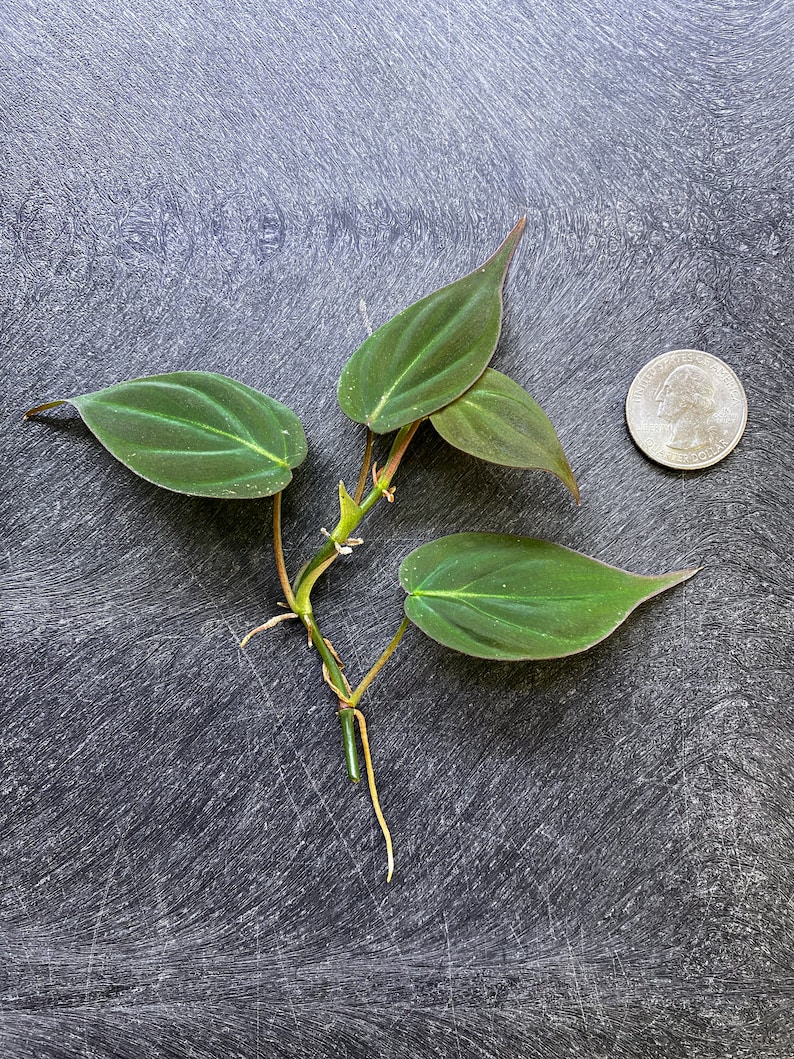 Puede incluir: Un esqueje de planta Philodendron micans con varias hojas aterciopeladas en forma de coraz&oacute;n, de color verde oscuro con el env&eacute;s marr&oacute;n rojizo y tallos visibles con ra&iacute;ces a&eacute;reas, colocado junto a una moneda de 25 centavos para escala.