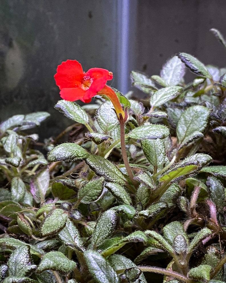 Episcia cupreata 'Silver Skies' Cutting / African Flame Violet / Dart Frog Vivarium / Terrarium Plant / Rare Plant image 2