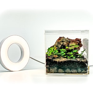 May include: A small, clear, square terrarium with a miniature landscape of rocks, soil, and green plants. A glowing, white, circular light is positioned to the left of the terrarium, casting a soft glow.