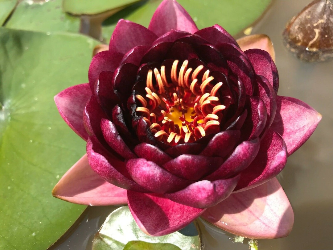 Live Pond Plants For Outdoor Ponds Hardy Water Lily Bulbs Live
