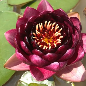 Nymphaea &quot;Almost Black&quot; Water Lily (Sprouted Tuber - Rhizome) / Deep Red / Winter Hardy Water Lily / Pond Plant / Perry Slocum Water Lily