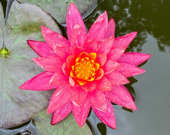 Nymphaea "Wanvisa" Water Lily (Sprouted Tuber - Rhizome) / Pink Water Lily / Winter Hardy Water Lily / Live Pond Plant