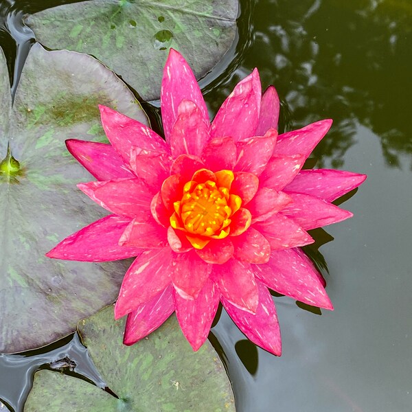 Nymphaea "Wanvisa" Water Lily (Sprouted Tuber - Rhizome) / Pink Water Lily / Winter Hardy Water Lily / Live Pond Plant