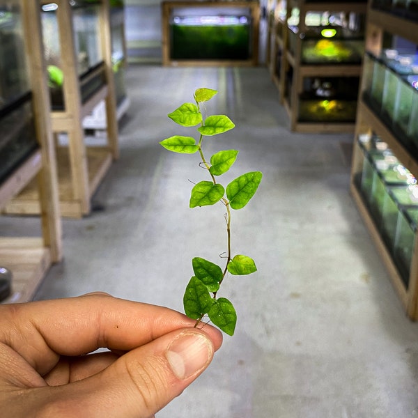 Ficus pumila 'Minima' (Miniature Creeping Fig) - Dart Frog VIVARIUM / Terrarium Plant - x2 Stem Cuttings