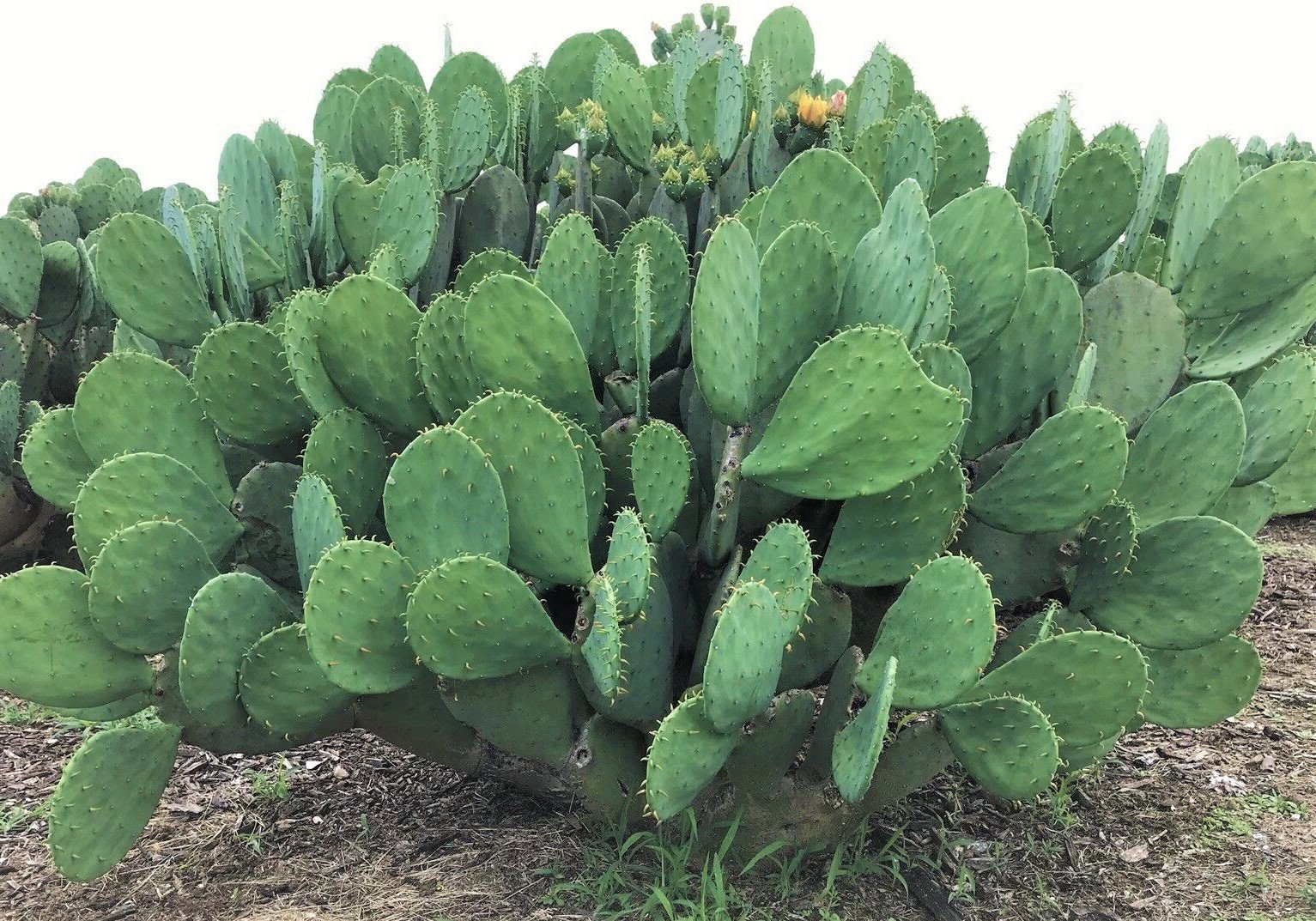 Spineless Prickly Pear Cactus opuntia Cacanapa Etsy