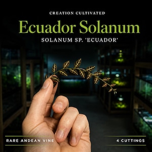 Puede incluir: Un esqueje de vid Ecuador Solanum, Solanum sp. 'Ecuador', con hojas pequeñas, oscuras y ovaladas que presentan un patrón de venas claro. El texto dice Creation Cultivated, Ecuador Solanum, Solanum sp. 'Ecuador', Rare Andean Vine, 4 Cuttings.