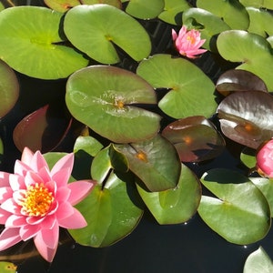 Nymphaea Pink Sensation Water Lily Sprouted Tuber Rhizome / Pink Water Lily / Winter Hardy Water Lily / Live Pond Plant image 2