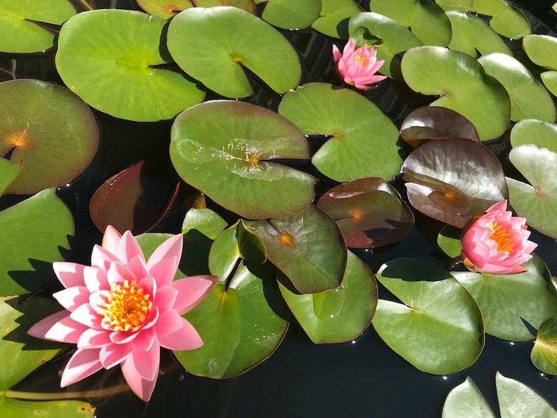 Nymphaea Pink Sensation Water Lily Sprouted Tuber Rhizome / Pink Water Lily / Winter Hardy Water Lily / Live Pond Plant image 2