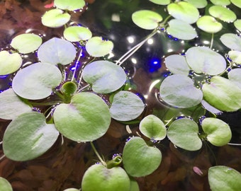 Grenouille amazonienne (Limnobium laevigatum) - Étang flottant/aquarium/plante aquatique vivants