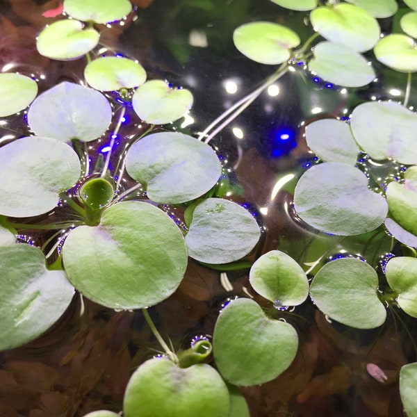 Amazon Frogbit (Limnobium laevigatum) - Live Floating Pond/Aquarium/Aquatic Plant