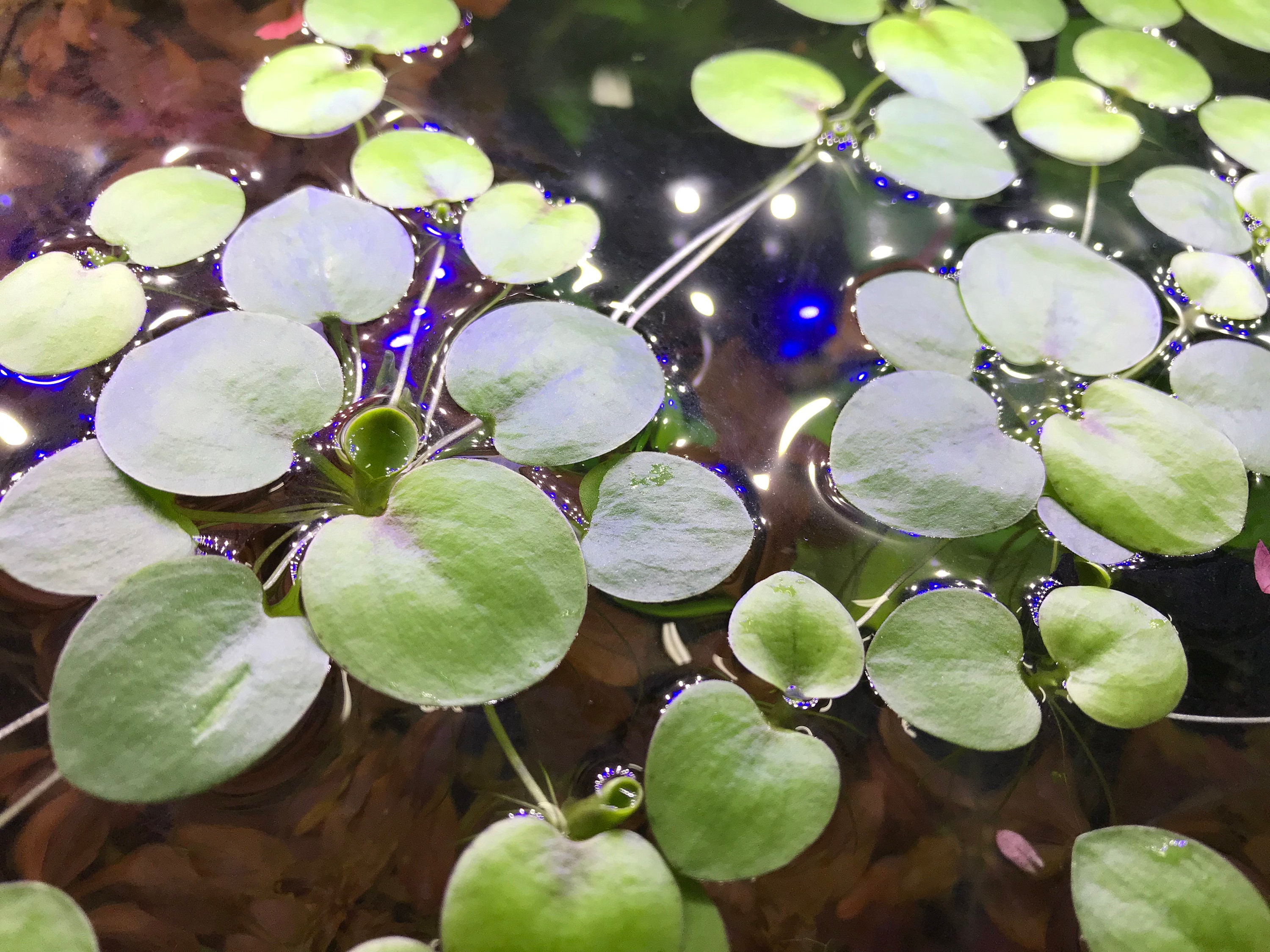 Amazon Frogbit Live Floating Pond/aquarium Plant Etsy
