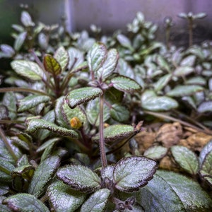 Episcia cupreata 'Silver Skies' Cutting / African Flame Violet / Dart Frog Vivarium / Terrarium Plant / Rare Plant image 4