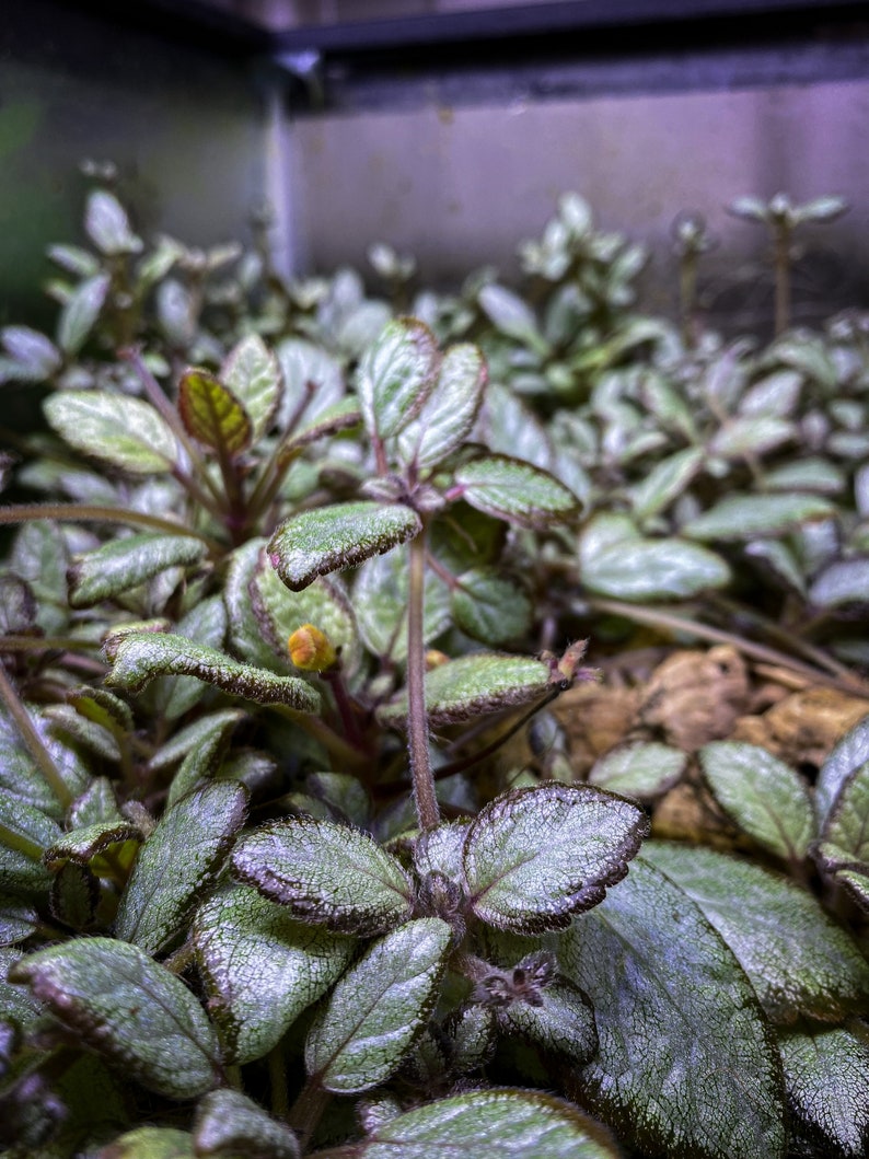 Episcia cupreata 'Silver Skies' Cutting / African Flame Violet / Dart Frog Vivarium / Terrarium Plant / Rare Plant image 4