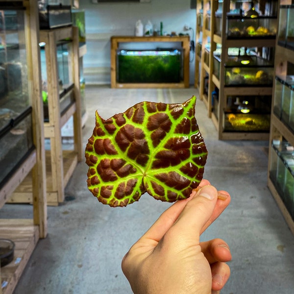 Begonia rajah - Dart Frog VIVARIUM / Terrarium Plant - Leaf Cutting