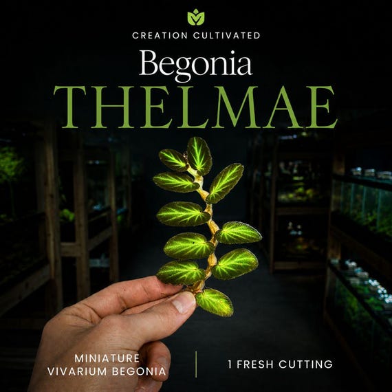 Begonia thelmae - Dart Frog VIVARIUM / Terrarium Plant - Stem Cutting