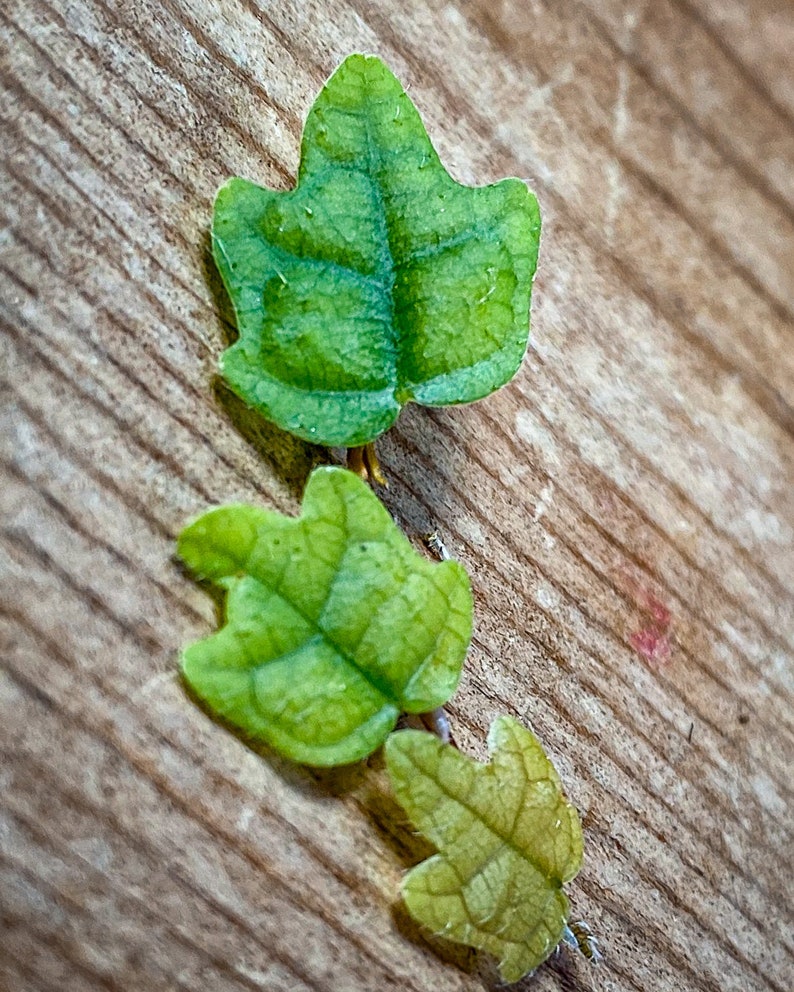 CreationCultivated Ficus pumila var. Quercifolia