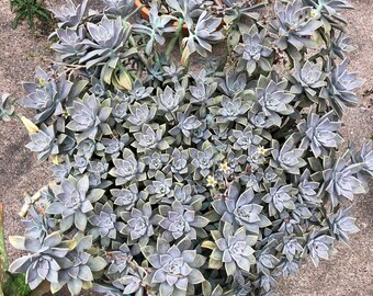 Hens and Chicks Rooted Cutting