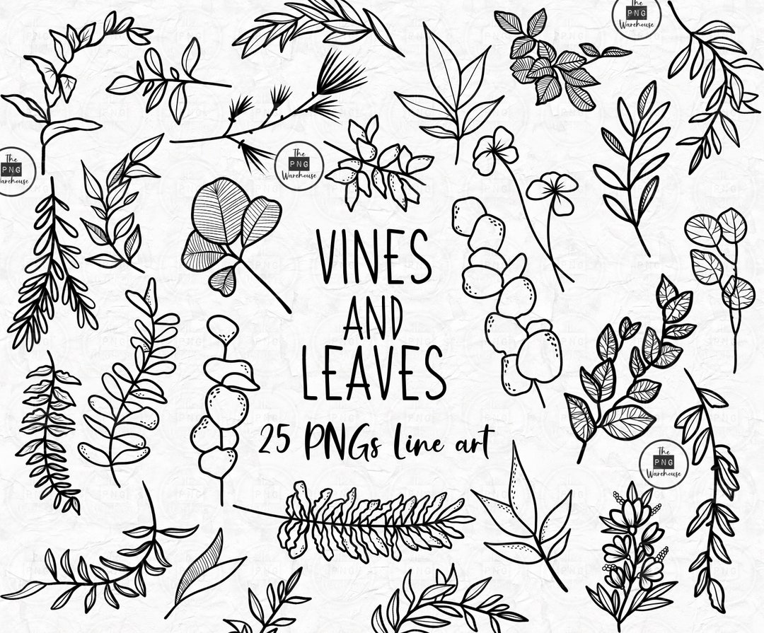 VINES and LEAVES Lineart Elements 25 Png Clip Art Designs Instant