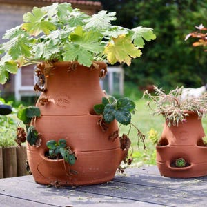 Aardbeienpot, kruidentoren