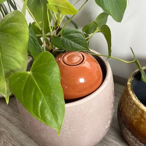 Peut inclure: Un globe d'arrosage automatique en céramique couleur terre cuite est placé dans un pot de fleurs texturé rose clair. Le globe a une ouverture circulaire sur le dessus. De luxuriantes feuilles vertes entourent le globe et le pot. Un autre pot avec un bord foncé est visible.