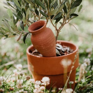 Può includere: Un piccolo vaso di terracotta con un albero di ulivo in miniatura. Un vaso di terracotta più piccolo e abbinato è posto all'interno del vaso. La scena è ambientata all'aperto, circondata da erba verde e piccoli fiori bianchi.