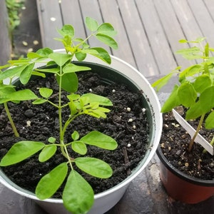 Moringa-Samen (Bio) Oleifera